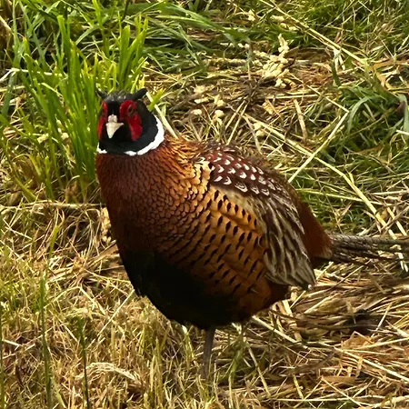 Brown Deer - Z Sauna Na Tarasie, Jacuzzi I Widokiem Na Gory - By Deer Hills Luxury *