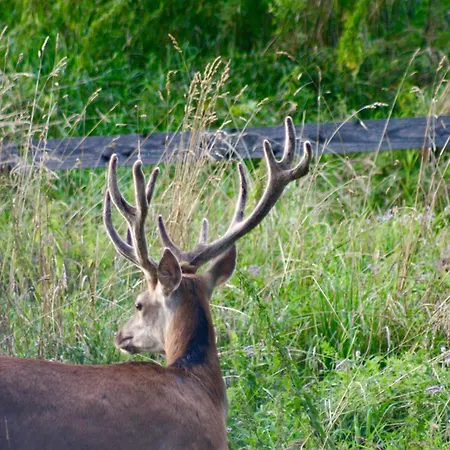 Brown Deer - Z Sauna Na Tarasie, Jacuzzi I Widokiem Na Gory - By Deer Hills Luxury Kocon
