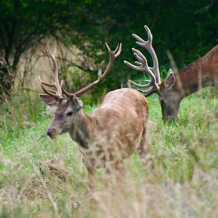 Brown Deer - Z Sauna Na Tarasie, Jacuzzi I Widokiem Na Gory - By Deer Hills Luxury 아파트 Kocon