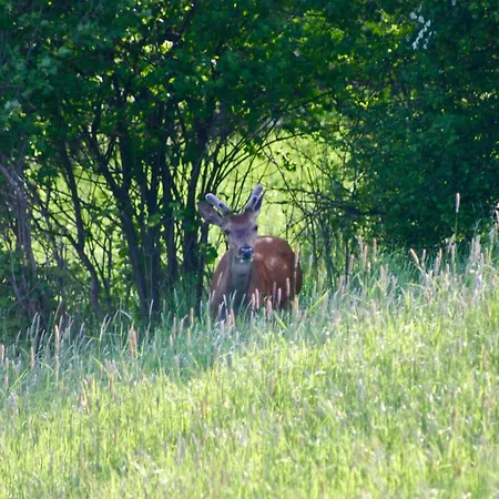 Brown Deer - Z Sauna Na Tarasie, Jacuzzi I Widokiem Na Gory - By Deer Hills Luxury *