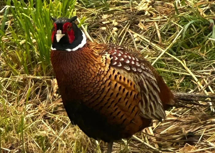 Brown Deer - Z Sauna Na Tarasie, Jacuzzi I Widokiem Na Gory - By Deer Hills Luxury *