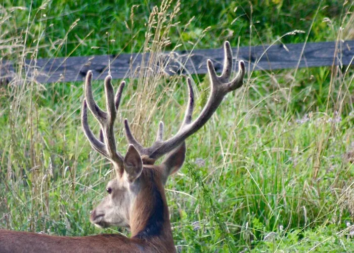 Brown Deer - Z Sauna Na Tarasie, Jacuzzi I Widokiem Na Gory - By Deer Hills Luxury Kocon