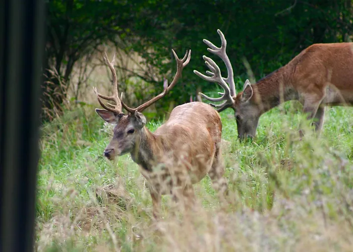 Brown Deer - Z Sauna Na Tarasie, Jacuzzi I Widokiem Na Gory - By Deer Hills Luxury Appartement Kocon