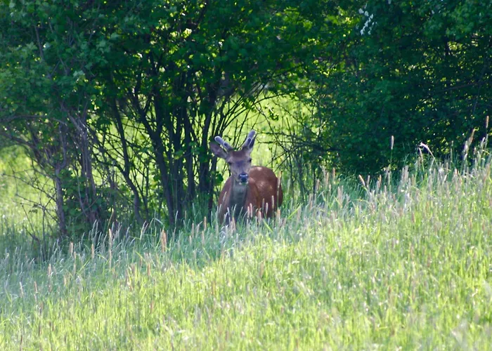 Brown Deer - Z Sauna Na Tarasie, Jacuzzi I Widokiem Na Gory - By Deer Hills Luxury *